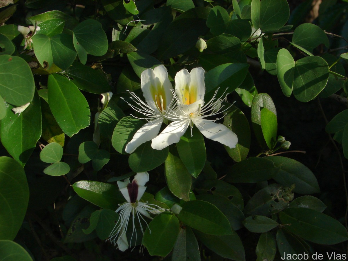 Capparis brevispina DC.